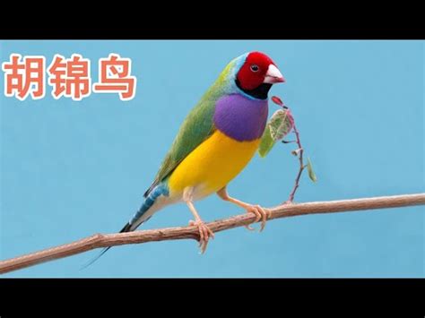 夢到彩色鳥|【夢見彩色鳥】五彩繽紛的鳥兒報喜？夢見彩色鳥的吉凶寓意大解。